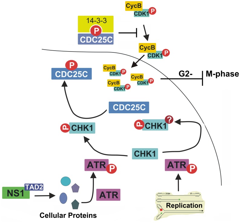 Fig 11