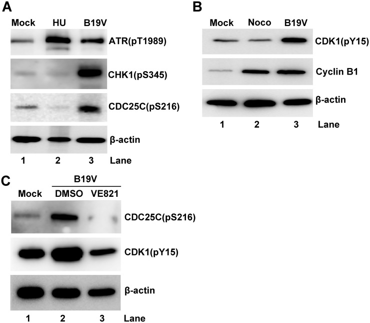 Fig 10