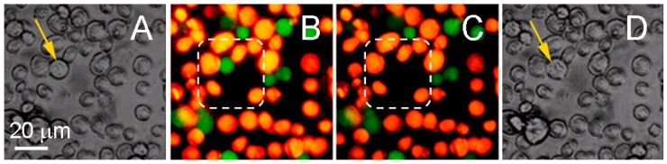 Figure 11.