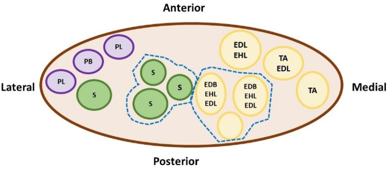 Fig. 4