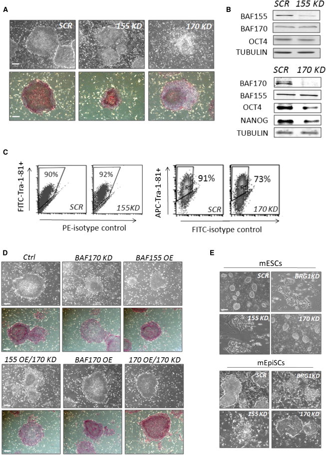 Figure 4