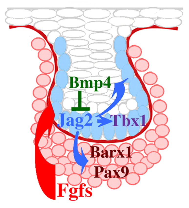 Fig. 9.