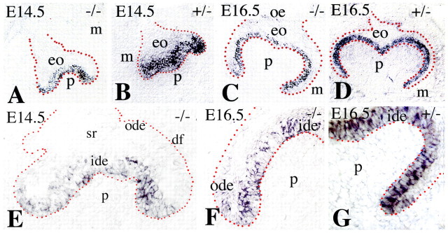 Fig. 8.