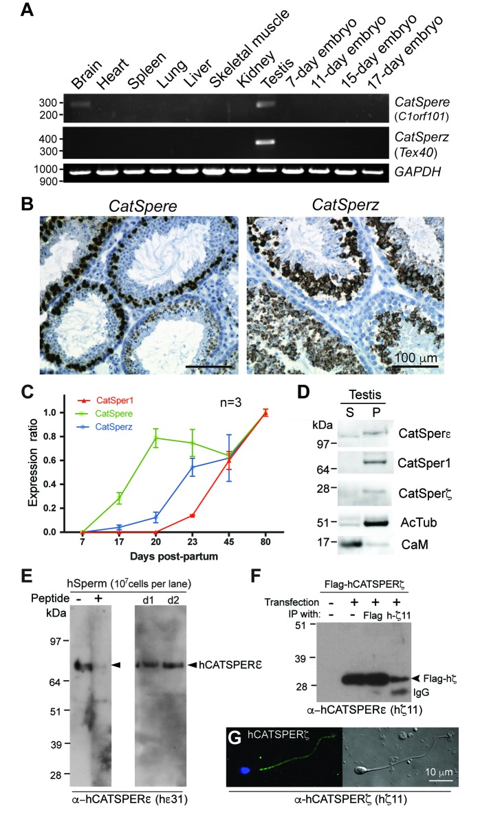 Figure 1—figure supplement 2.