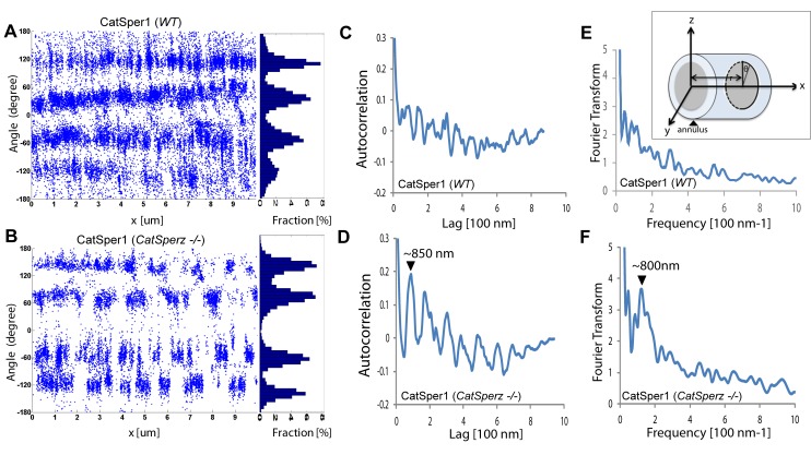 Figure 5—figure supplement 1.