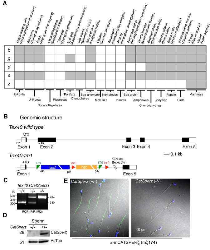 Figure 2—figure supplement 1.