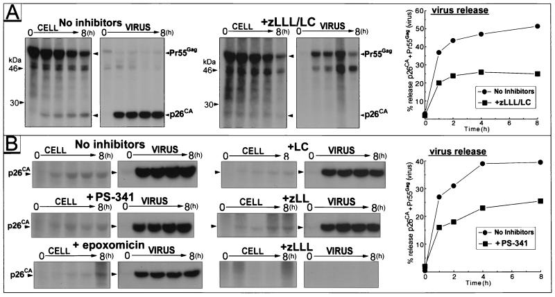 FIG. 2.