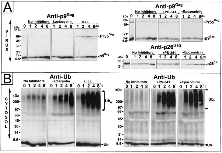 FIG. 3.