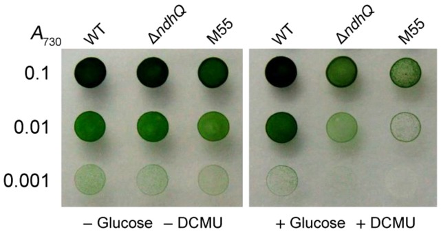 Figure 5.