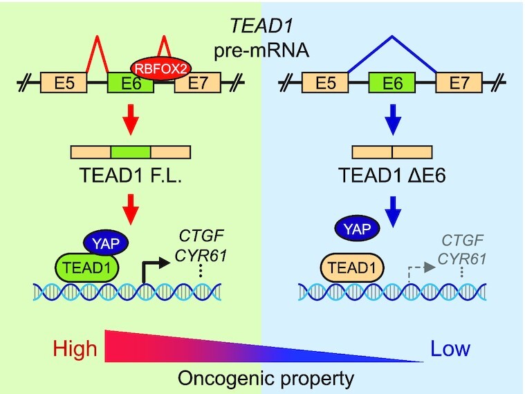 Graphical Abstract