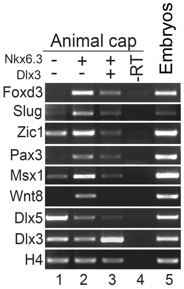 Figure 6