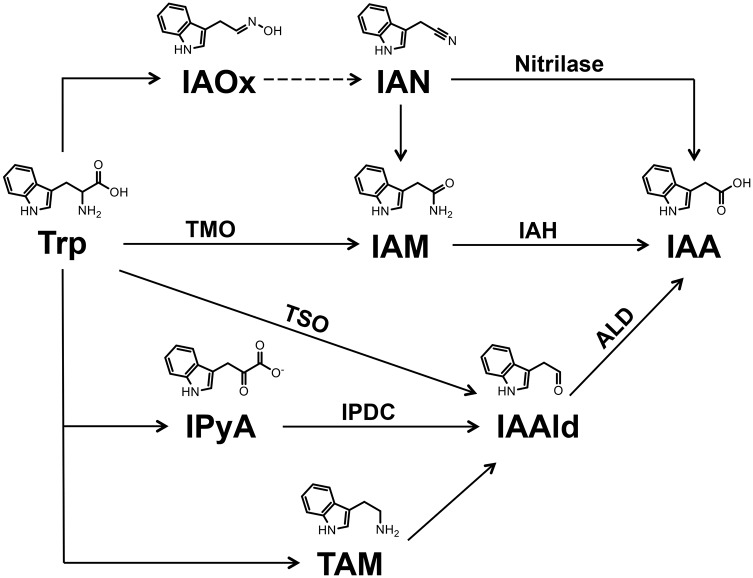 Fig 1