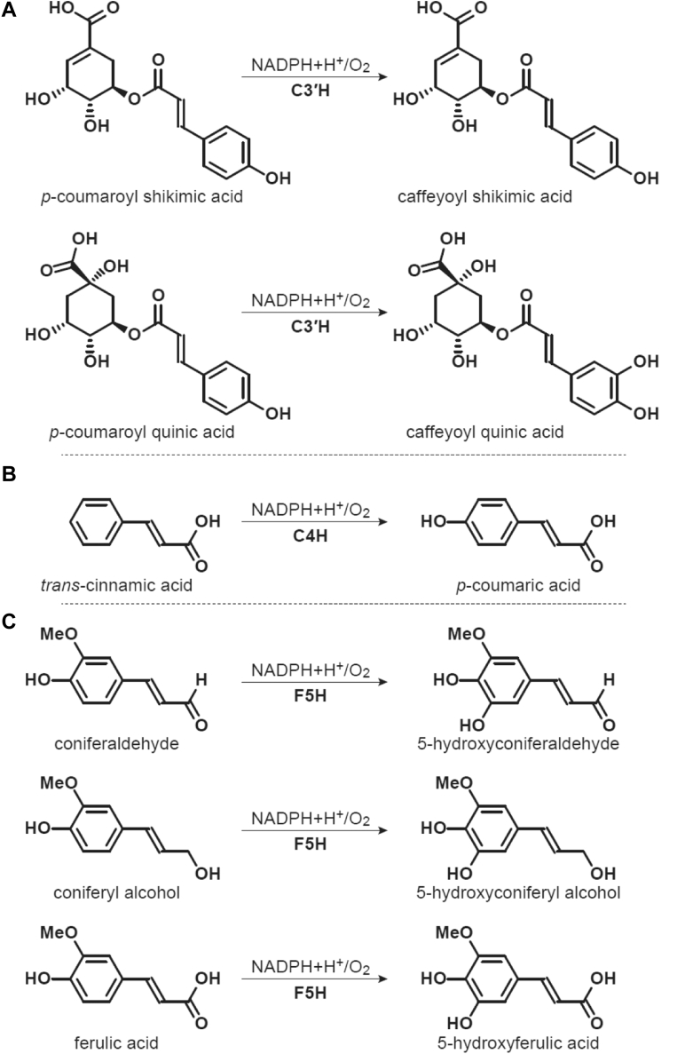 Figure 1