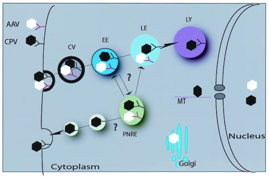 FIG. 1.