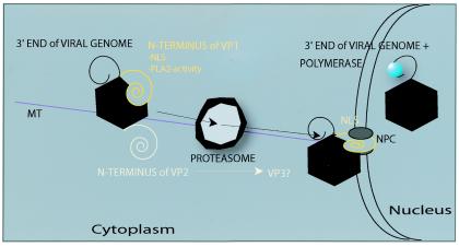 FIG. 2.