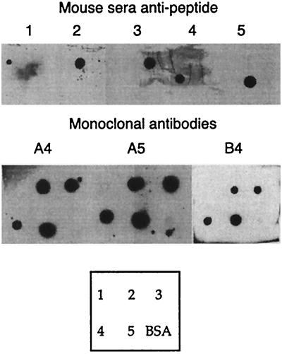 FIG. 5