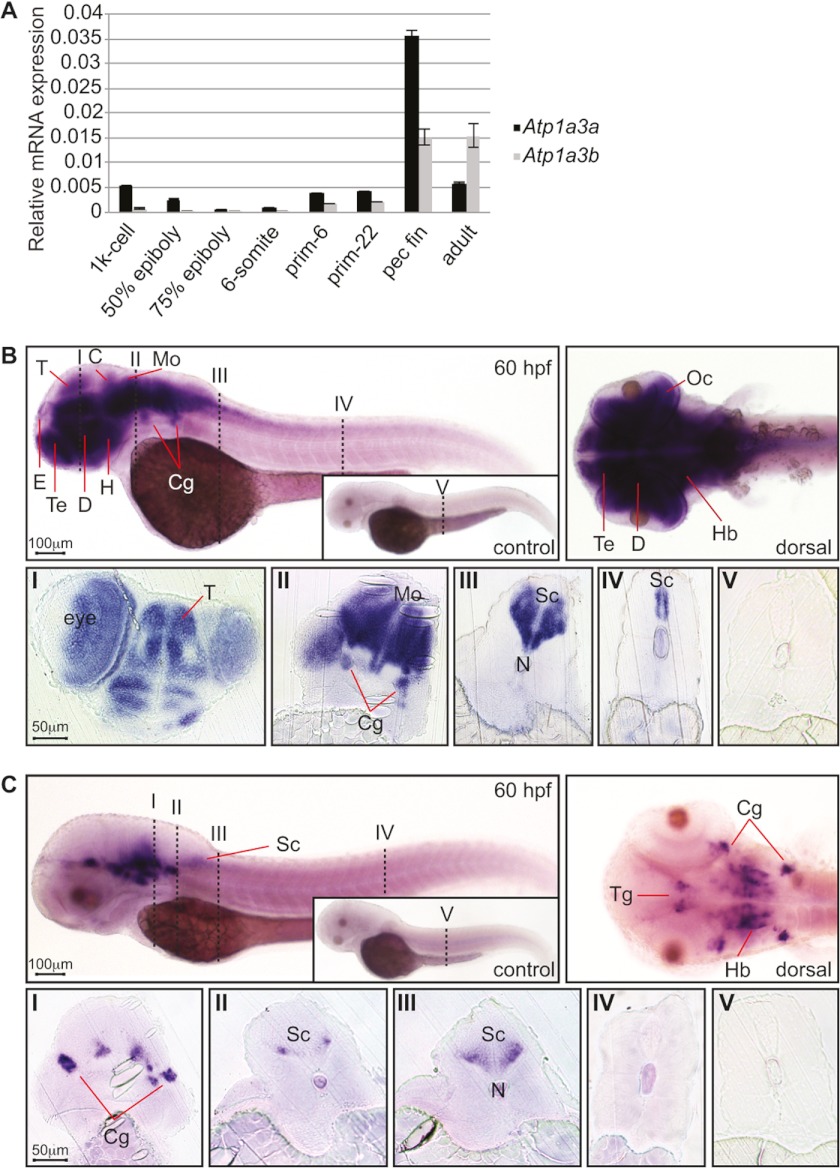 FIGURE 1.