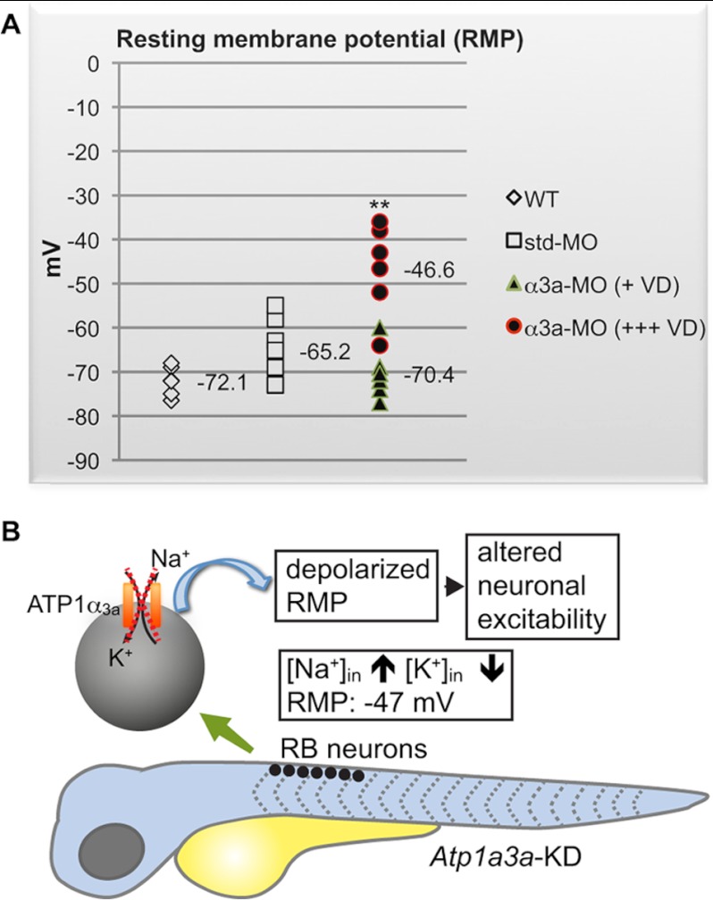 FIGURE 4.