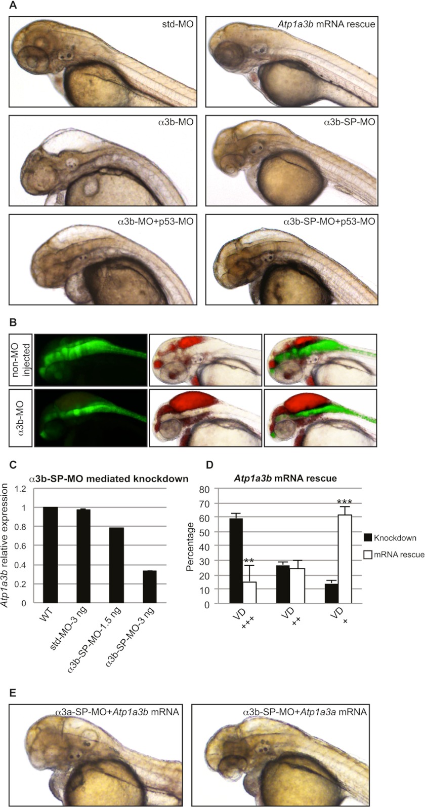 FIGURE 3.