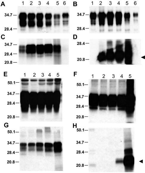 FIG. 5.