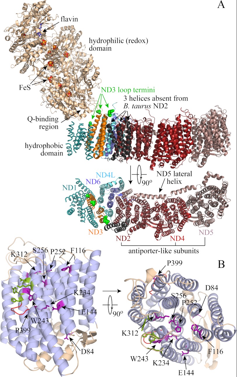 FIGURE 1.