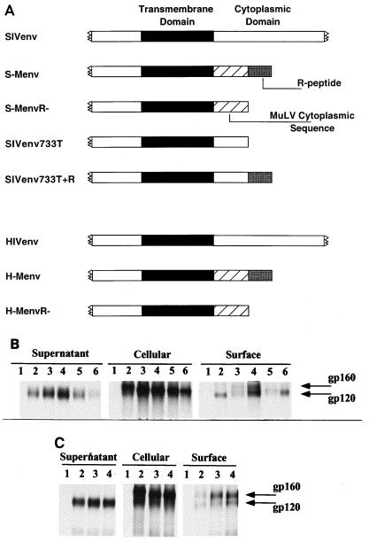 FIG. 1