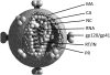 Fig. 1.