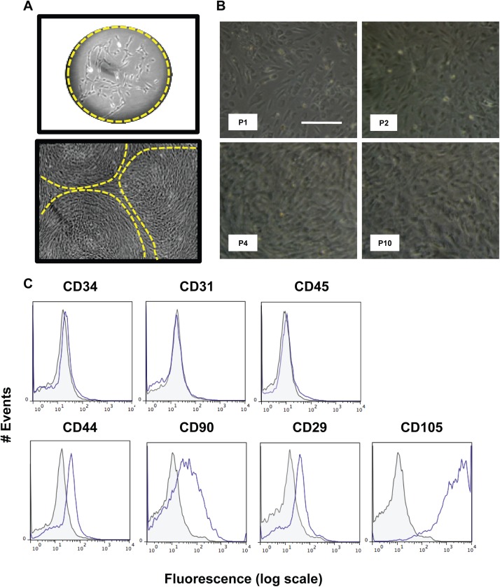 Fig 4