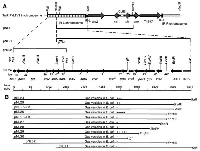 FIG. 1