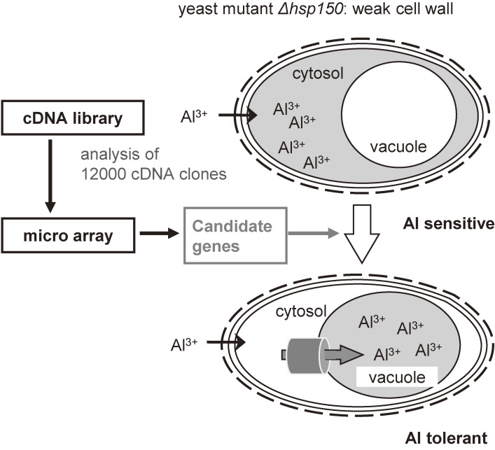 Figure 16. 