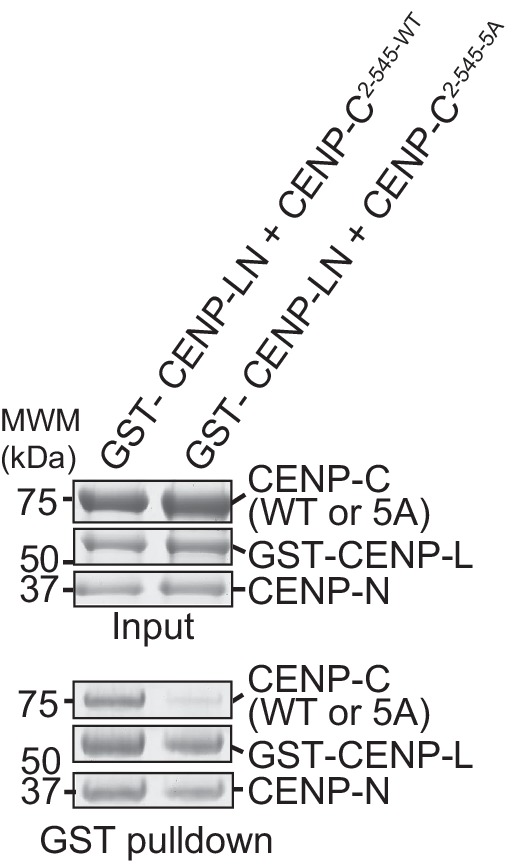 Figure 5—figure supplement 2.