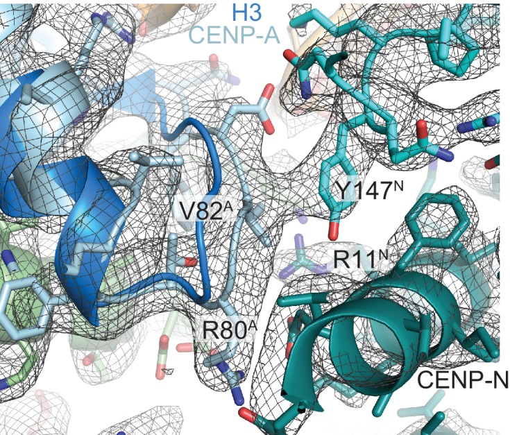 Figure 3—figure supplement 5.