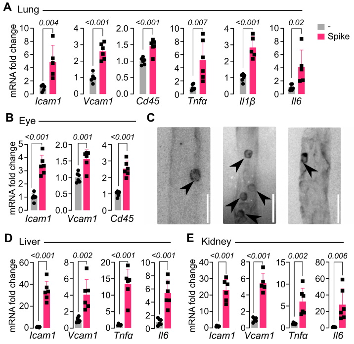 Figure 4