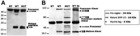 Figure  3