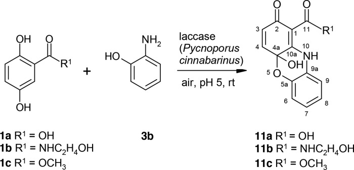 Scheme 7