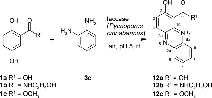 Scheme 8