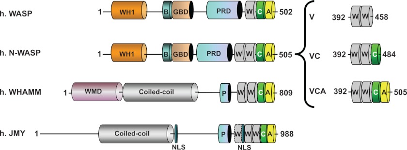 FIGURE 1.