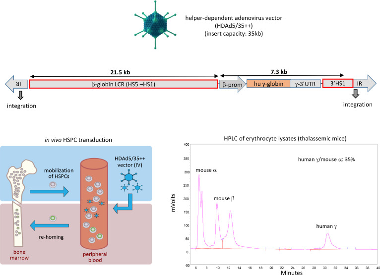 graphic file with name jciinsight-5-139538-g061.jpg