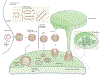 Fig. 1 |