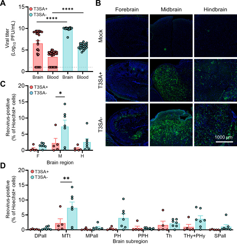 The image compares viral titers and infection levels in brain regions and blood for T3SA+ and T3SA− groups. Bar graphs show viral titers and reovirus-positive cells, while micrographs display infected brain regions, highlighting differences in infection.