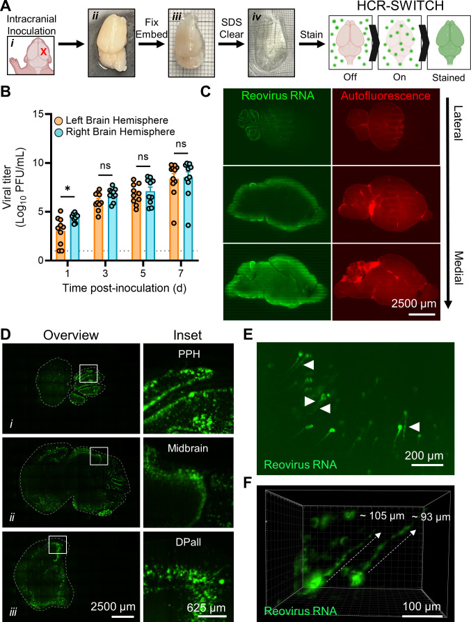 The figure includes images of brain processing steps, a bar chart comparing viral titers in brain hemispheres, and confocal images showing reovirus RNA in green and autofluorescence in red color in brain slices. Scale bars range from 100 to 2,500 µm.