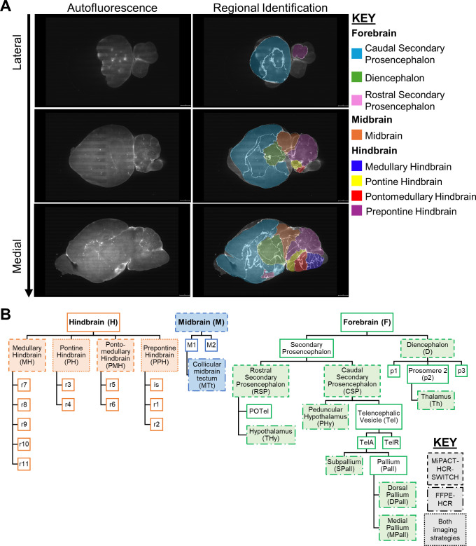 The image depicts the structure of the brain using autofluorescence. The forebrain, midbrain, and hindbrain are highlighted in color in lateral and medial views. The hierarchical relationships between these brain regions are depicted in a schematic map.