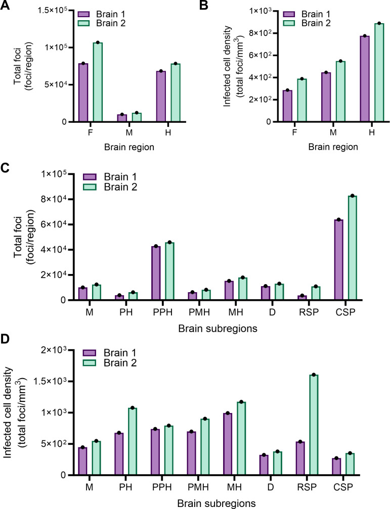 The bar graphs compare total foci and infected cell density across different brain regions and subregions in two brains. The graphs highlight variations in foci numbers and infected cell density in the forebrain, midbrain, hindbrain, and their subregions.