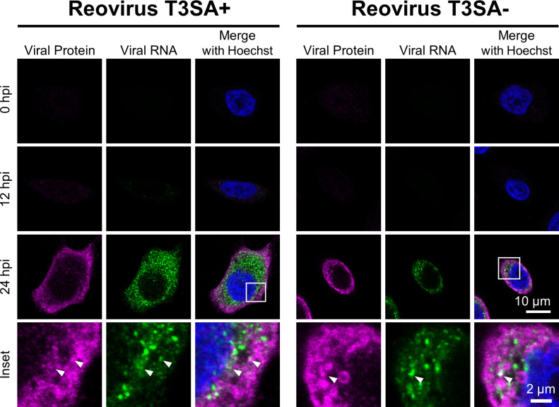 This figure consists of confocal microscopy images showing cells infected with Reovirus T3SA+ and T3SA− at 0, 12, and 24 h after infection. The images depict viral protein in magenta color, viral RNA in green color, and nuclei in blue color.