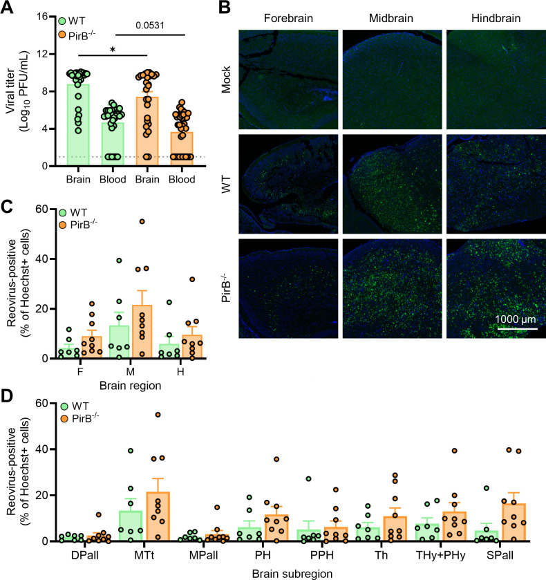 Image shows viral titers and reovirus-positive cells in wild-type and PirB-null mice in the brain and blood. Graphs indicate viral titers and infected cell percentages, and fluorescent micrographs show infection in the forebrain, midbrain, and hindbrain.