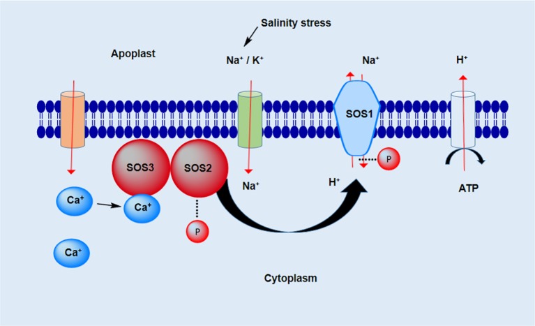 Figure 2