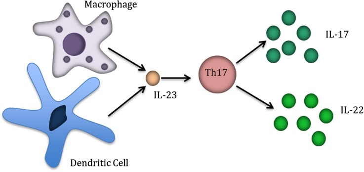 Fig. 1