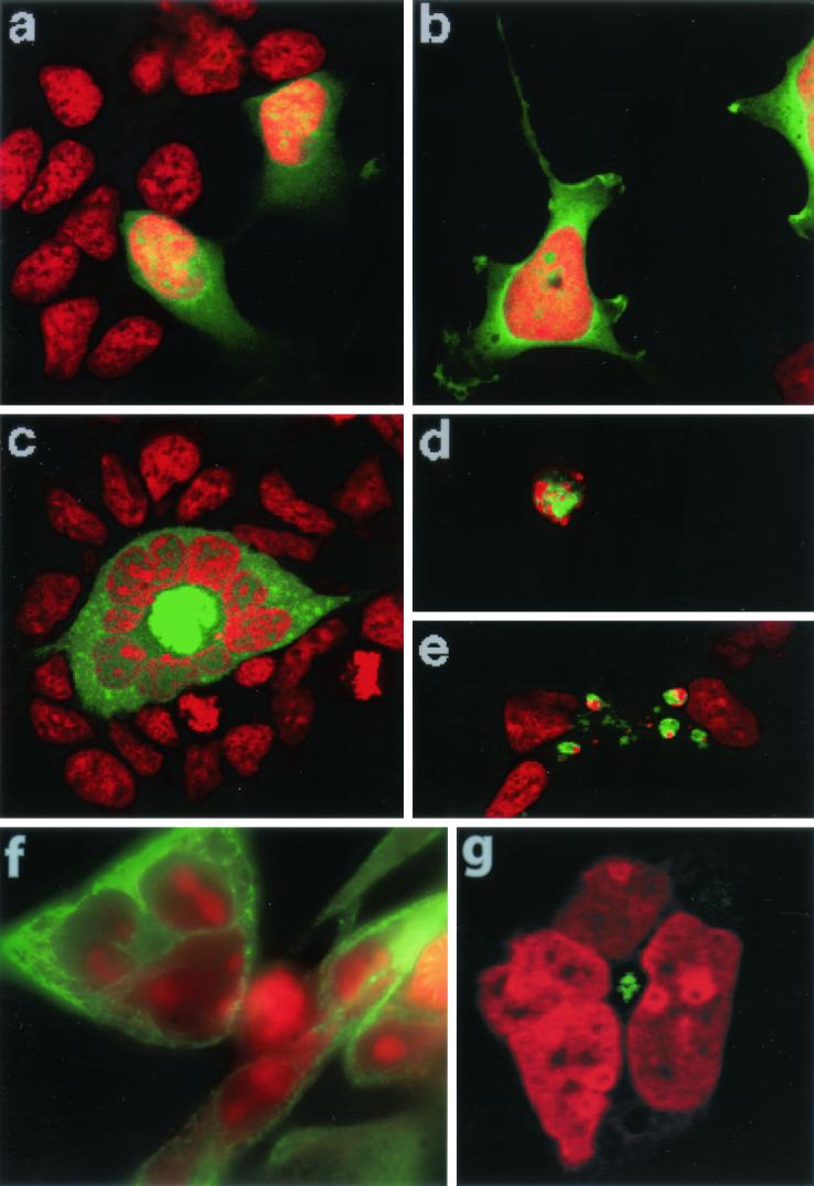 FIG. 7.