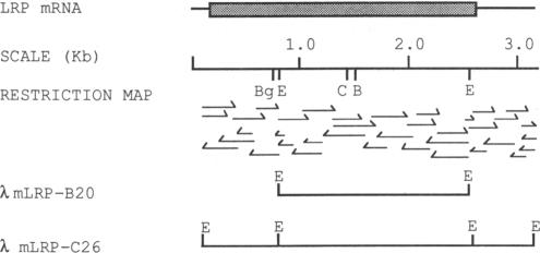 graphic file with name pnas01037-0042-a.jpg