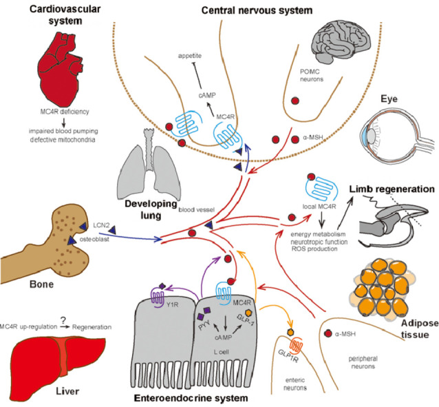 Image, graphical abstract